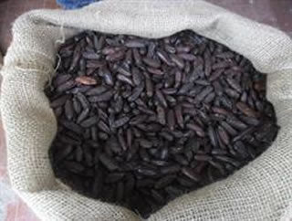 Equagold Tonka Beans 100g